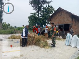 Babinsa Dampingi Penyerapan Gabah Petani Oleh Bulog Di Wilayah Binaan