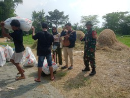 Babinsa Dampingi Bulog Serap Gabah Petani Di Wilayah Binaan