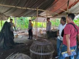 Arena Judi Sabung Ayam di Bagor Dibongkar Polisi, Pelaku Melarikan Diri