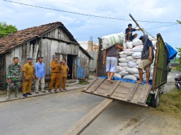 Untuk Menjaga Kestabilan Harga Gabah, Serma Agus Sujoko Babinsa Paron Dampingi Penyerapan Gabah Petani oleh Bulog Nganjuk