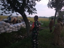 Babinsa Desa Lumpang Kuwik Koramil Jatikalen Laksanakan Pendampingan Panen Padi
