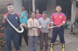 Serem! Ada Ular Sanca di Kandang Ayam Warga Loceret Panjangnya Tiga Meter