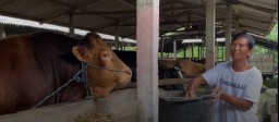 Jihad, Sapi Asal Gandusari Kabupaten Blitar Pilihan Presiden Prabowo untuk Kurban