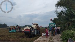 Babinsa Dampingi Panen Padi, Pastikan Penyerapan Gabah oleh Bulog Berjalan Lancar.