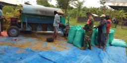 Bersama Babinsa Dampingi Petani Serapan Gabah di Desa Pandantoyo Kec. Kertosono.