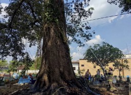 Pohon Berusia Ratusan Tahun di Makam Karangtengah Bagor Tiba-tiba Terbakar