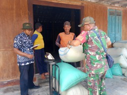 Senyum Para Petani Melihat Semangat Babinsa Dan PPL Dampingi Petani Dalam Serapan Gabah
