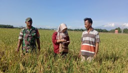Menjelang Masa Panen MT II, Babinsa Koramil 0810/15 Rejoso dan PPL Dampingi Petani Tinjau Tanaman Padi
