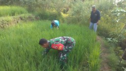 Sukseskan ketahanan pangan, Babinsa Koramil 0810/05 Sawahan turut membantu petani.