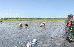 Babinsa - PPL Validasi Data Lahan Sawah Tangani Program Pemerintah