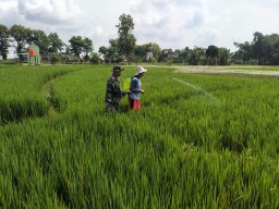 Babinsa Desa Kuncir Membantu Petani Membasmi Hama Tanaman Padi.