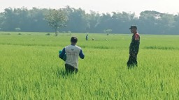 Babinsa Koramil 0810/03 Loceret Dampingi Petani Pupuk Tanaman Padi