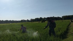 Antisipasi Hama,Babinsa Koramil 0810/03 Loceret Bantu Petani Semprot Tanaman Padi
