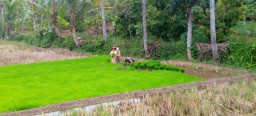 Sukseskan Program Swasembada Pangan Babinsa Turun Ke Sawah