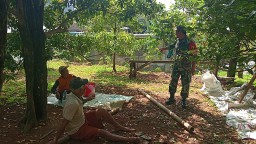 Babinsa Sambang kepetani Cengeh Sawahan Nganjuk