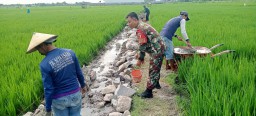 Gotong Royong | Babinsa Pantau Pembangunan Saluran Irigasi di Wilayah Binaan