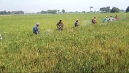 Tingkatkan Hasil Panen MT II | Babinsa Bantu Petani Semprot Tanaman Padi