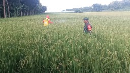 Antisipasi Hama,Babinsa Koramil 0810/03 Loceret Bantu Petani Dampingi Semprot Tanaman Padi