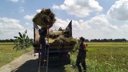 Dukung Ketahanan Pangan Wilayah, Babinsa Koramil 0810/03 Loceret Dampingi Petani Panen Padi