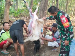 Wujudkan Kebersamaan Babinsa Bantu Warga Potong Hewan Qurban di Desa Binaan