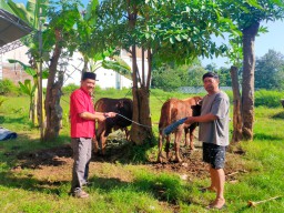 Ketua DPRD Nganjuk Serahkan Hewan Kurban di DPC PDI Perjuangan Nganjuk