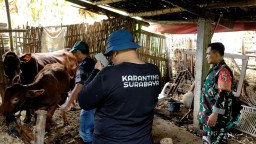 Babinsa Koramil 0810/03 Loceret Dampingi Vaksinasi PMK Hewan Ternak Di Wilayah Binaan