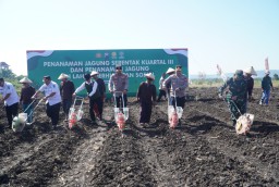 Wakili Dandim 0810 Nganjuk, Kasdim Hadir Pada Acara Penanaman Jagung Serentak Kuartal III