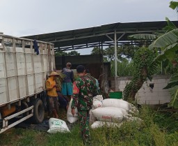 Babinsa 0810/08 Baron Desa Kemaduh Kecamatan Baron Dampingi Petani Pasca Panen Padi.