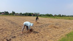"Babinsa Koramil 0810/10 Tanjunganom Pendampingan Dengan Petani" Di Wilayah Desa Kedungombo Kec. Tanjunganom