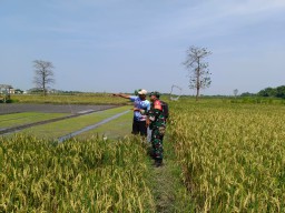 Sukseskan Swasembadaq Pangan Babinsa Dampingi Petani Untuk Mewujudkan Program Pemerintah