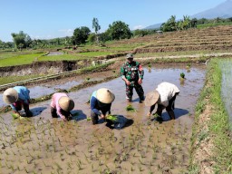 Babinsa Koramil 0810/18 Ngetos Dampingi Petani Tanam Padi di Desa Kweden