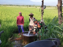 Babinsa DS Sekarputih Menyatu Bersama petani