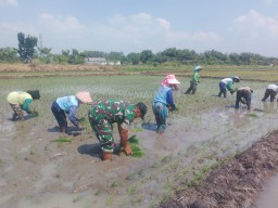 Percepat Luas Tambah Tanam (LTT) Babinsa Koramil 0810/15 Rejoso Bantu Petani Tanam Padi di Wilayah Binaan