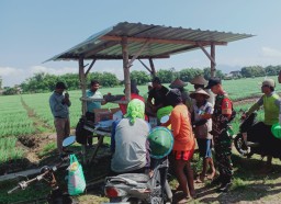 Demi tingkatkan hasil panen, Babinsa Koramil 0810/02 Bagor dampingi PPL beri penyuluhan ke petani bawang merah di desa binaanya
