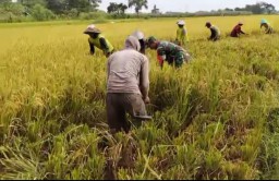 Pendampingan Babinsa Dalam program ketahanan pangan