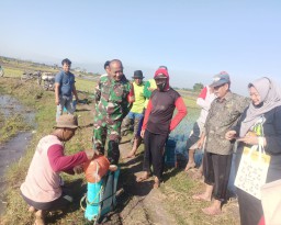 Babinsa Koramil 0810/15 Rejoso Dampingi Petani dan PPL Melaksanakan Gerdal Hama Wereng Batang Coklat (WBC) di Wilayah Binaan