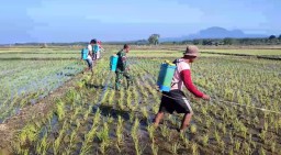 Babinsa Kodim 0810 Nganjuk  Dampingi Petani dan PPL Melaksanakan Gerdal Hama Wereng 