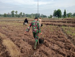 BABINSA DESA ORO-ORO OMBO KORAMIL 0810/18 NGETOS LAKSANAKAN PENDAMPINGAN TANAM JAGUNG DI WILAYAH BINAAN