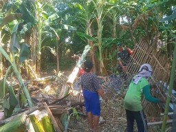Wujudkan Kepedulian, Babinsa Bantu Pembongkaran Kandang Milik Warga