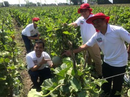 Produsen DAVINA F1 Bantu Petani Pecahkan Rekor MURI Lewat Panen Melon Serentak 1.000 Petani di Nganjuk