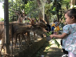 Taman Brigif Wira Yudha Destinasi Ramah Keluarga, Hanya Rp 3 Ribu Bisa Ajak Anak Beri Makan Rusa!
