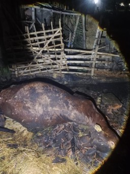 Sapi Terpanggang Saat Kandang Terbakar di Pace Nganjuk, Kerugian Capai Puluhan Juta Rupiah