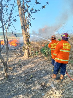 Pembakaran Sampah untuk Buka Jalan Baru Picu Kebakaran Rumpun Bambu di Pace Nganjuk