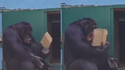 Viral Simpanse Pandai Mengipas Diri Sendiri Saat Gelombang Panas Melanda Tiongkok