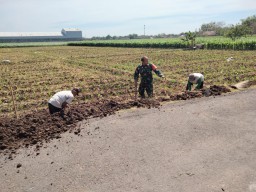 Kerja Bakti Pembuatan Tanggul Jalan Sawah di Desa Sekarputih, Wujud Sinergi TNI dan Warga
