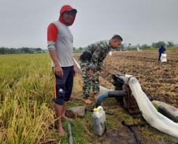 Babinsa Laksanakan Pendampingan Petani dalam Pengairan Sawah dengan Pompa