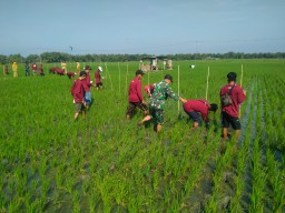 Koramil Rejoso dan BPP Dorong Transformasi Pertanian Organik Lewat Sekolah Lapang Tematik
