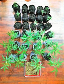 Polisi Gerebek Rumah di Tumpang, Temukan Sabu dan 38 Batang Ganja Siap Panen