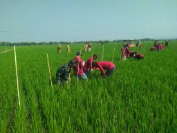 Babinsa Koramil 0810/15 Rejoso Dampingi Petani Lakukan Pengamatan Tanaman Padi dalam Lanjutan Sekolah Lapang Tematik