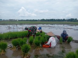 Babinsa Koramil 0810/08 Baron Laksanakan Pendampingan Ketahanan Pangan kepada Petani Padi